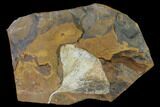 Fossil Ginkgo Leaf From North Dakota - Paleocene #136081-1